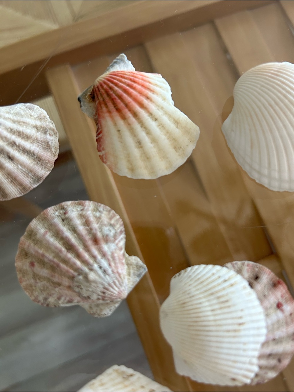 Assorted Natural Sea Shell Collection - Picture 6 of 10